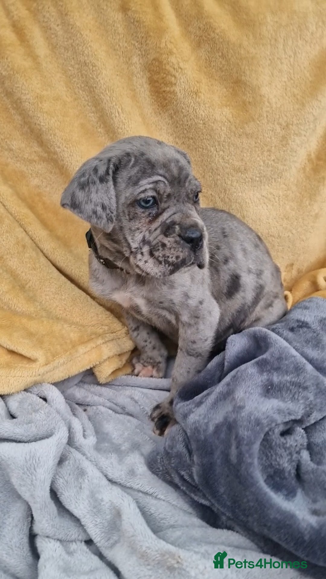 Mixed Breed dogs for sale: Cane Corso X Neapolitan Mastiff mix pups for sale - Advert 17