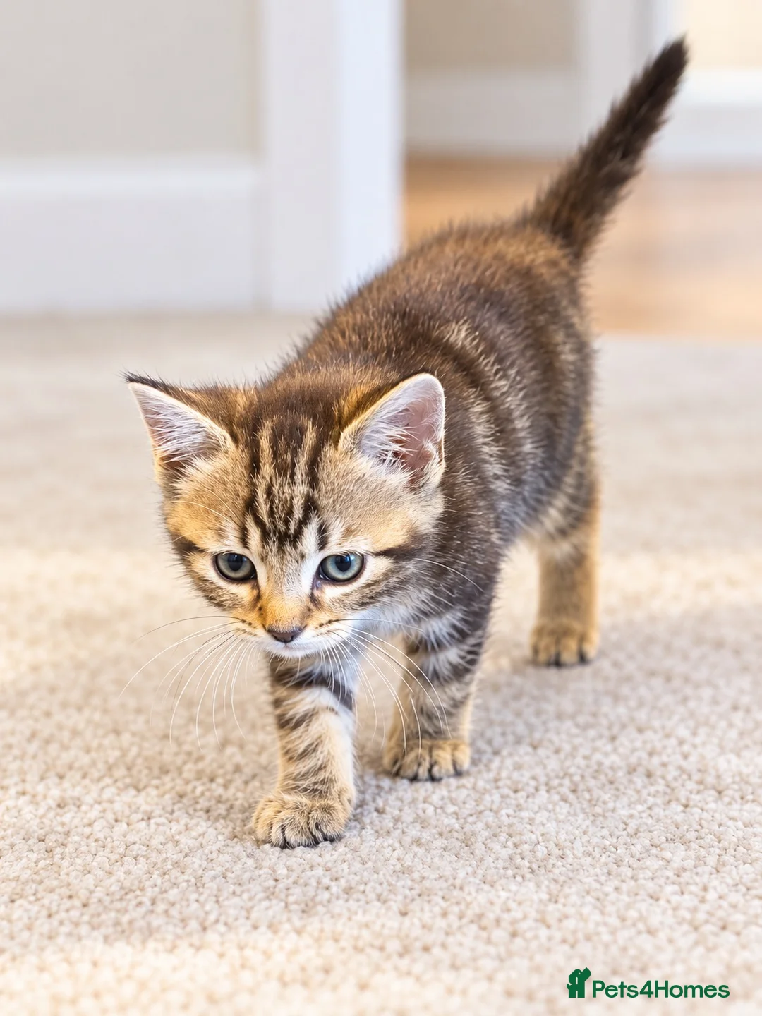 Mixed Breed cats for sale: 🐾 Beautiful Tabby x British Shorthair Kittens 🐾 - Advert 5