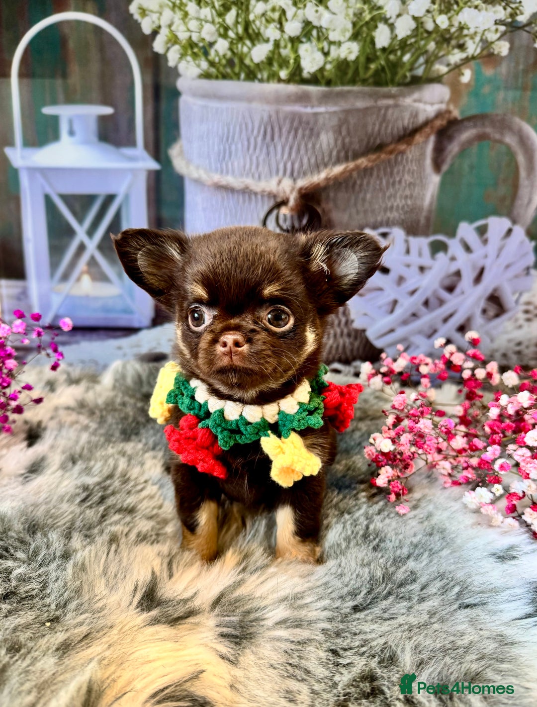 Chihuahua dogs for sale: 💜🤎 Exotic KC LC chihuahuas 🤎💜 - Image 8