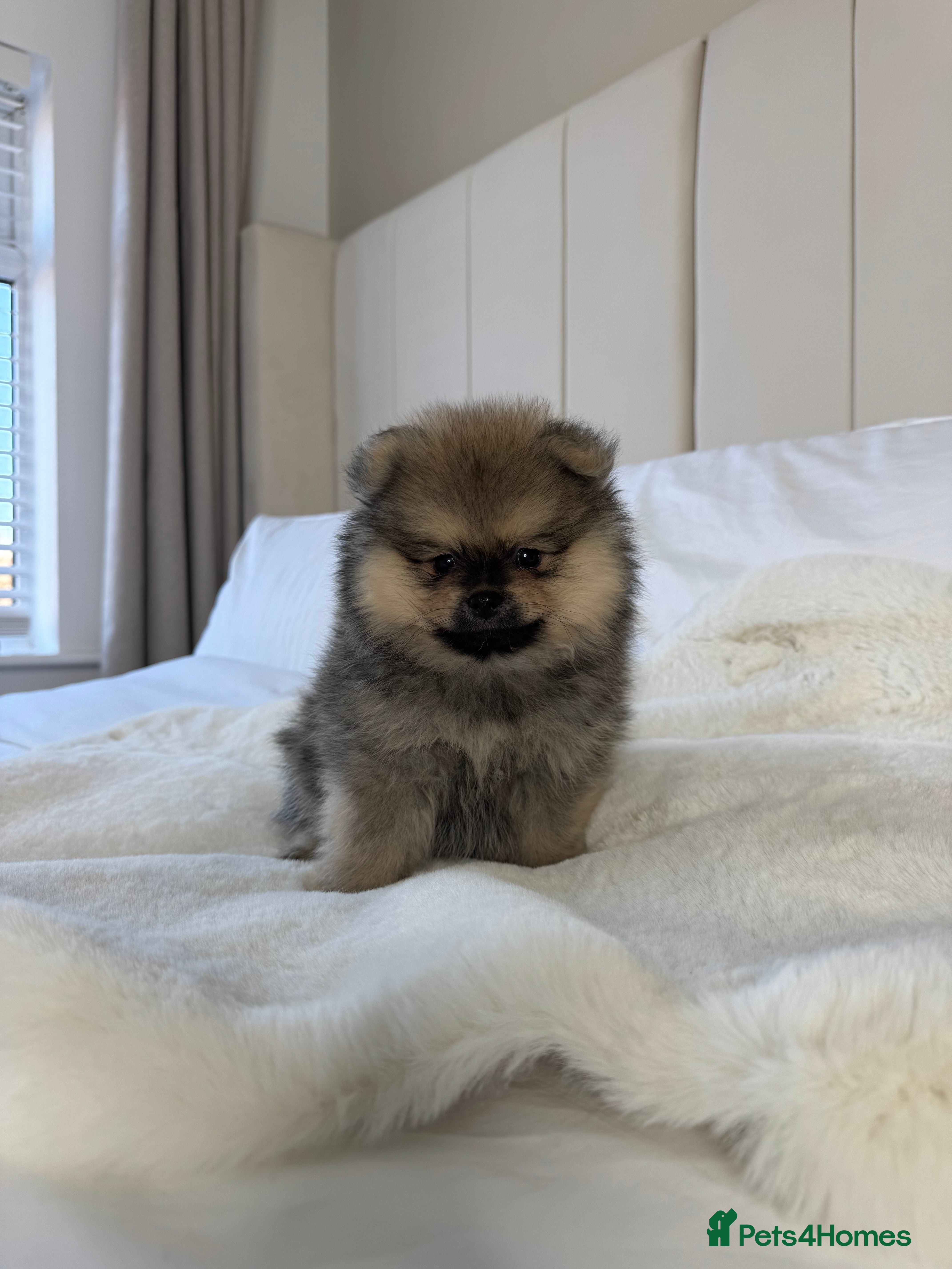 Pomeranian dogs 2 TEDDY KC POMERANIANS 🐶 - Advert 1