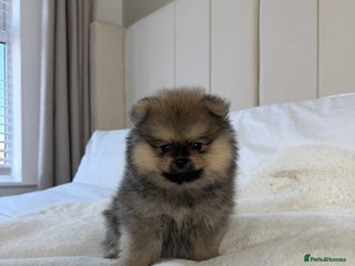 Pomeranian dogs 2 TEDDY KC POMERANIANS 🐶 - Advert 1
