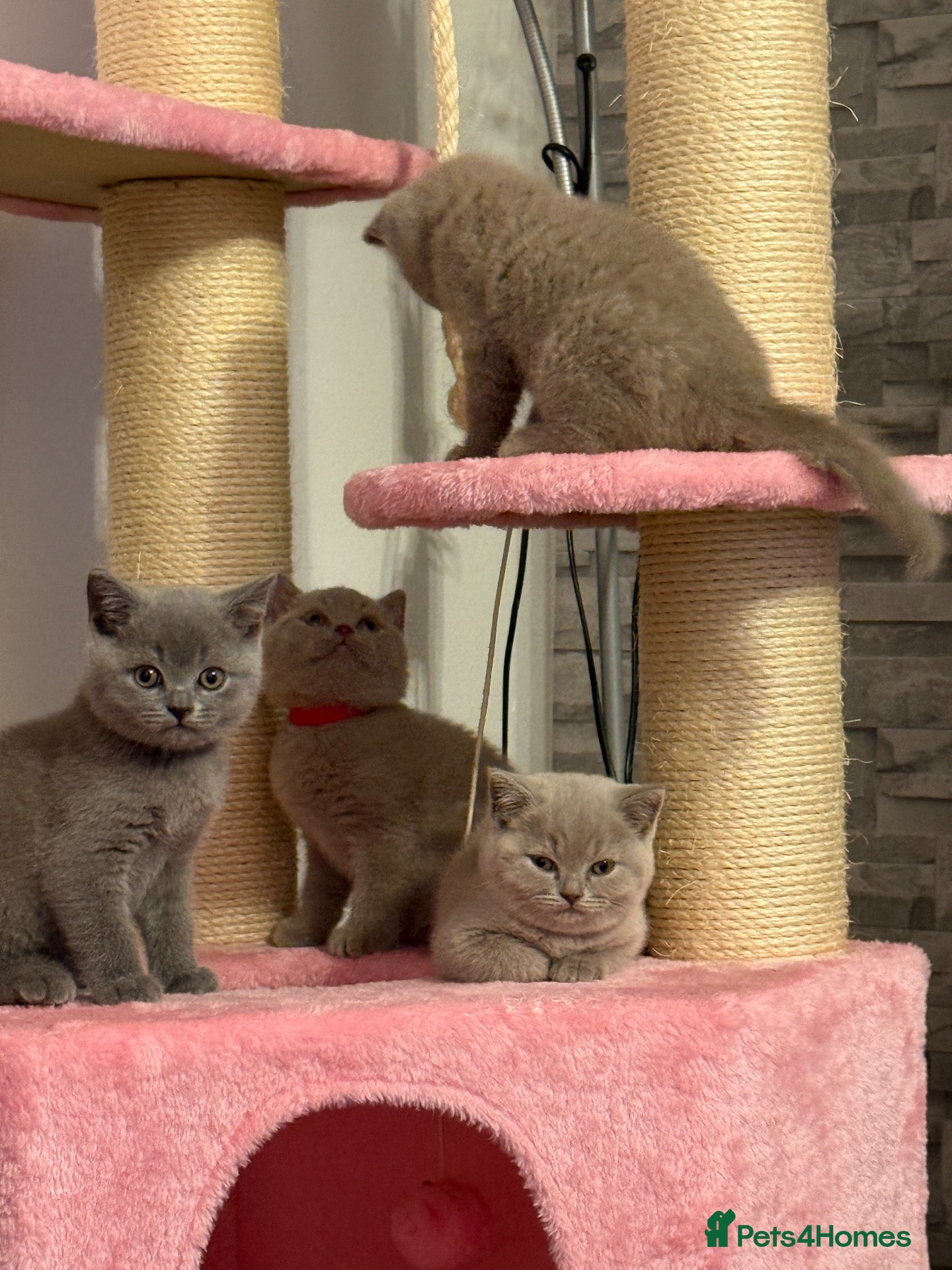 British Shorthair cats Pedigree TICA  BSH blue & lilac kittens  - Advert 2