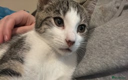 Domestic Shorthair cats for sale: Kitten looking for forever home  - Advert 3