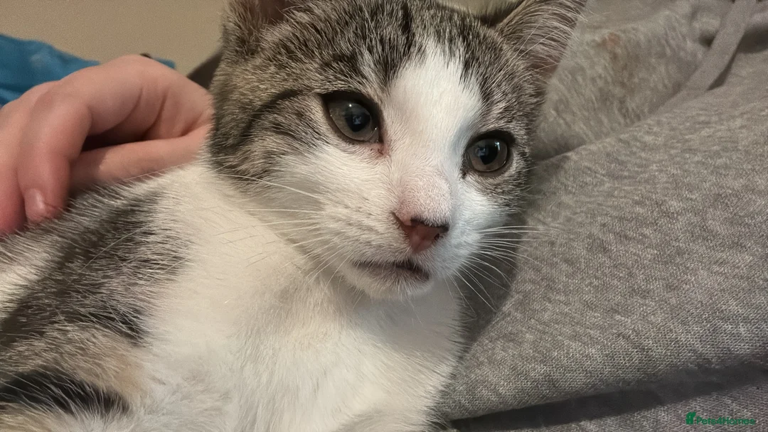 Domestic Shorthair cats for sale: Kitten looking for forever home  - Advert 3