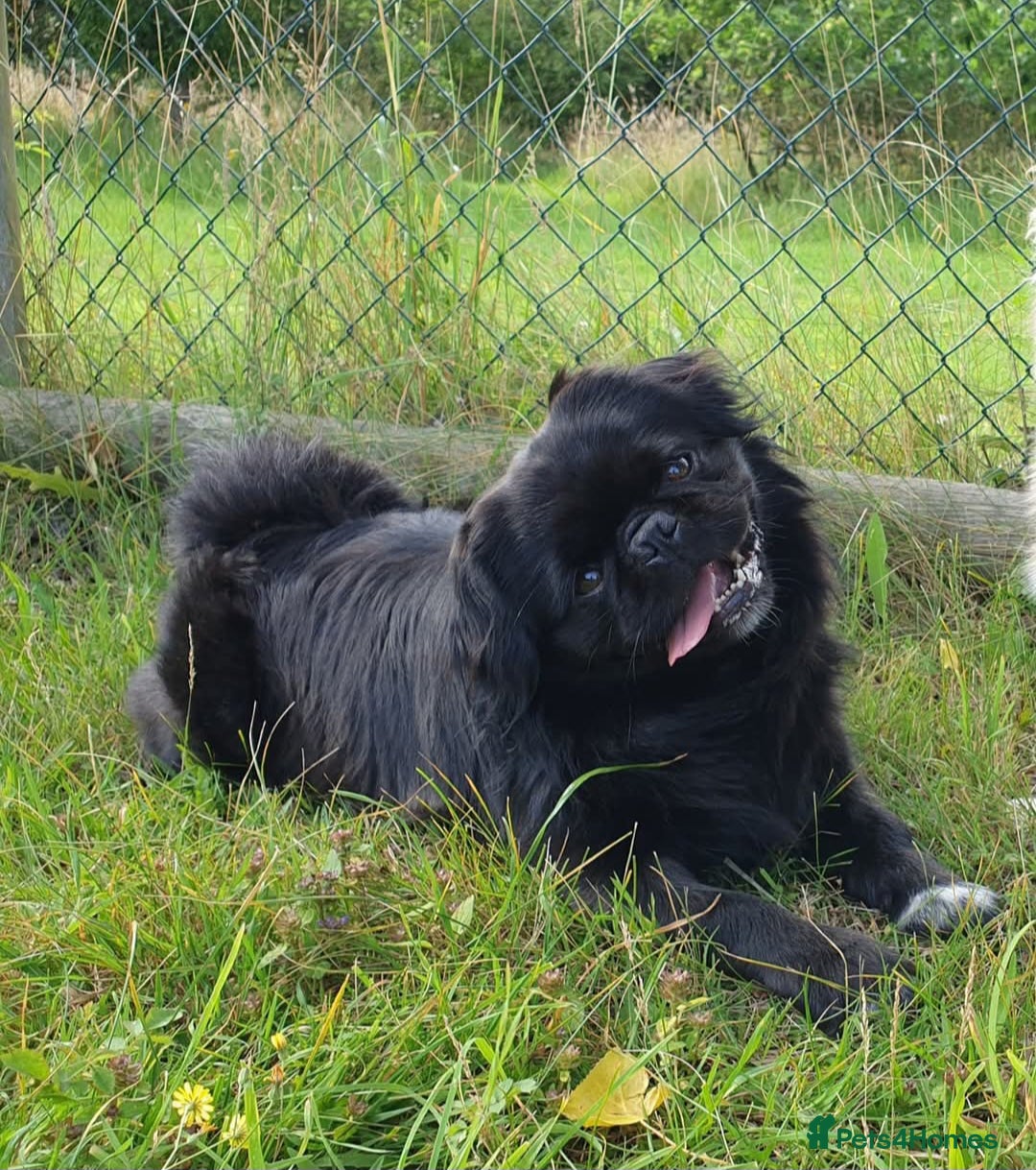 Pug dogs for stud: FLUFFY PUG STUD Blue Choc Black Tan carrier Husky - Advert 4