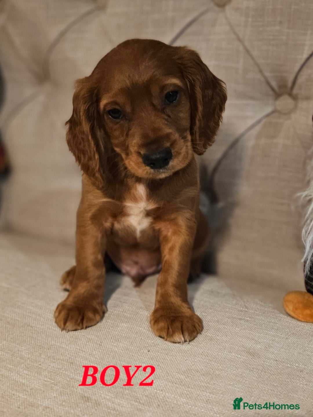 Cocker Spaniel dogs for sale: KC REGISTERED WORKING COCKERS - Image 16