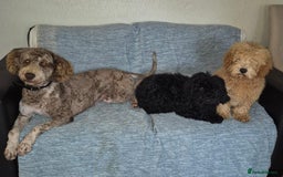 Mixed Breed dogs for sale: Miniature.Poodle  - Image 5