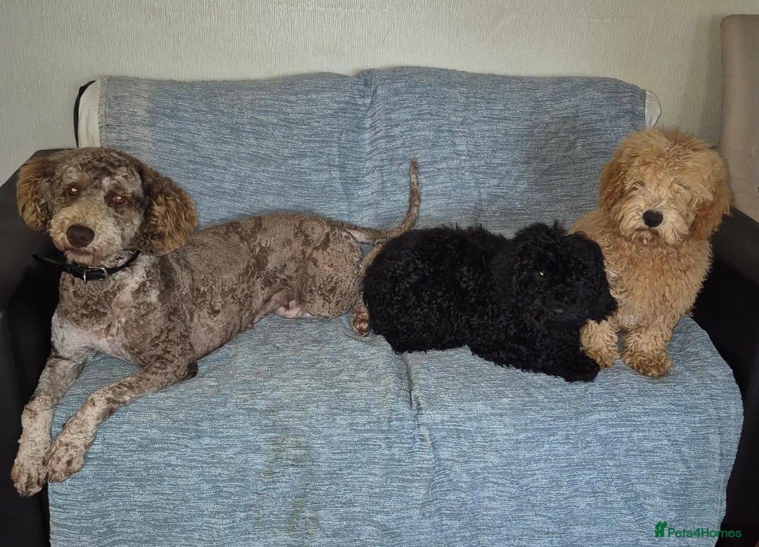 Mixed Breed dogs for sale: Miniature.Poodle  - Image 5