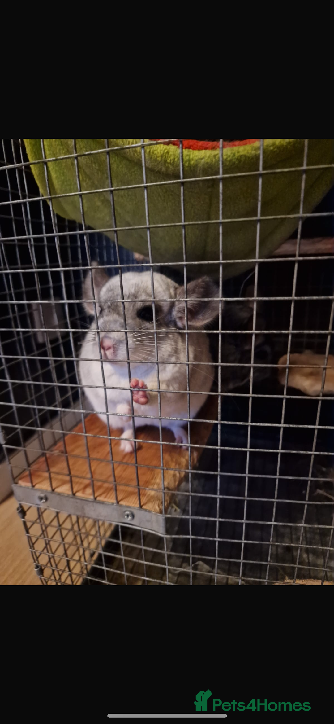 Chinchilla rodents for sale: 2 chinchillas for sale  - Advert 5