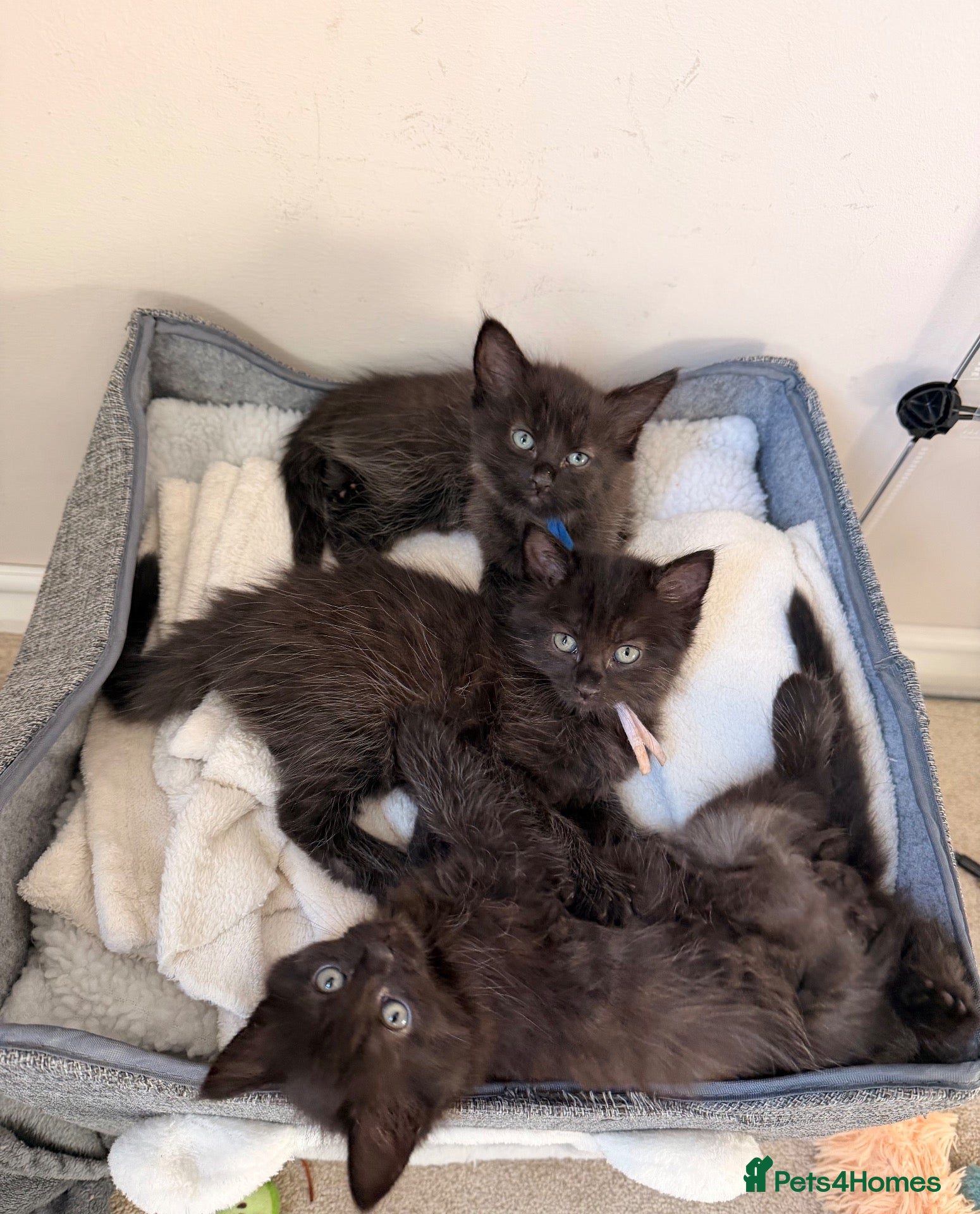 Mixed Breed cats Long-Haired Kittens Maine Coon & Ragdoll Heritage - Advert 17