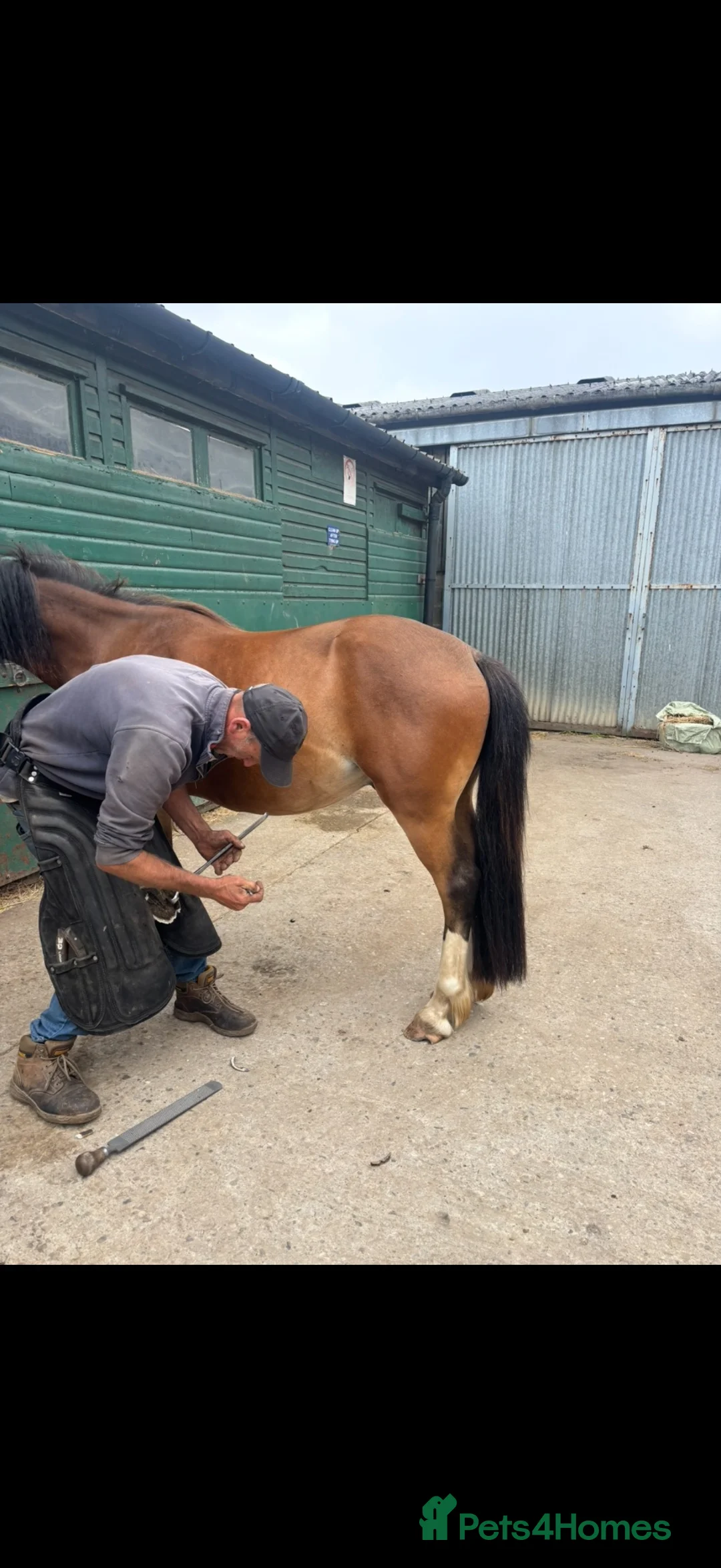 Welsh Section D horses for sale: Welsh d cross Connemara  in Stockton-on-Tees - Advert 2