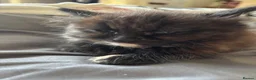 Mixed Breed cats for sale: Female tortashell long hair kitten 8 weeks  - Advert 1