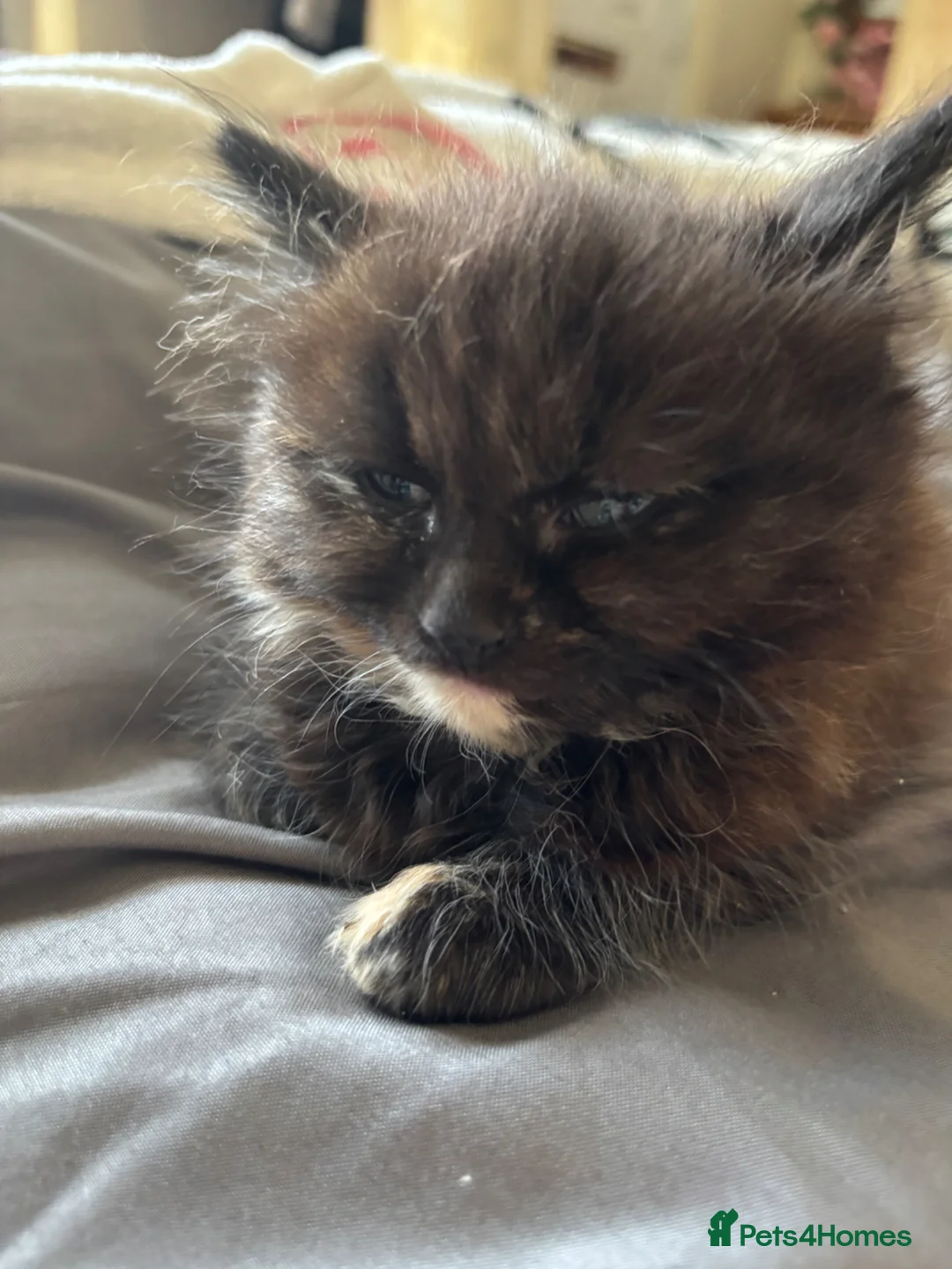 Mixed Breed cats for sale: Female tortashell long hair kitten 8 weeks  - Advert 1