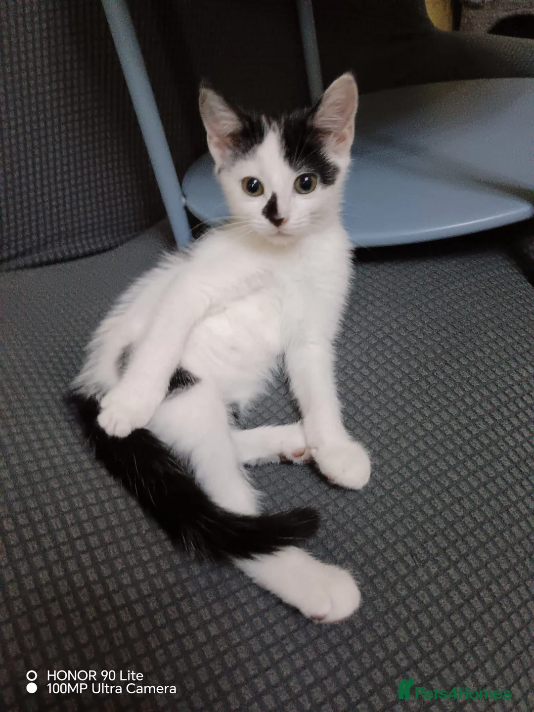 Mixed Breed cats for sale: Adorable baby girls for sale  - Advert 2