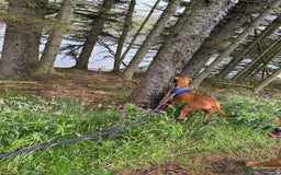 Hungarian Vizsla dogs for sale: Beautiful Nellie needs a family  - Image 6