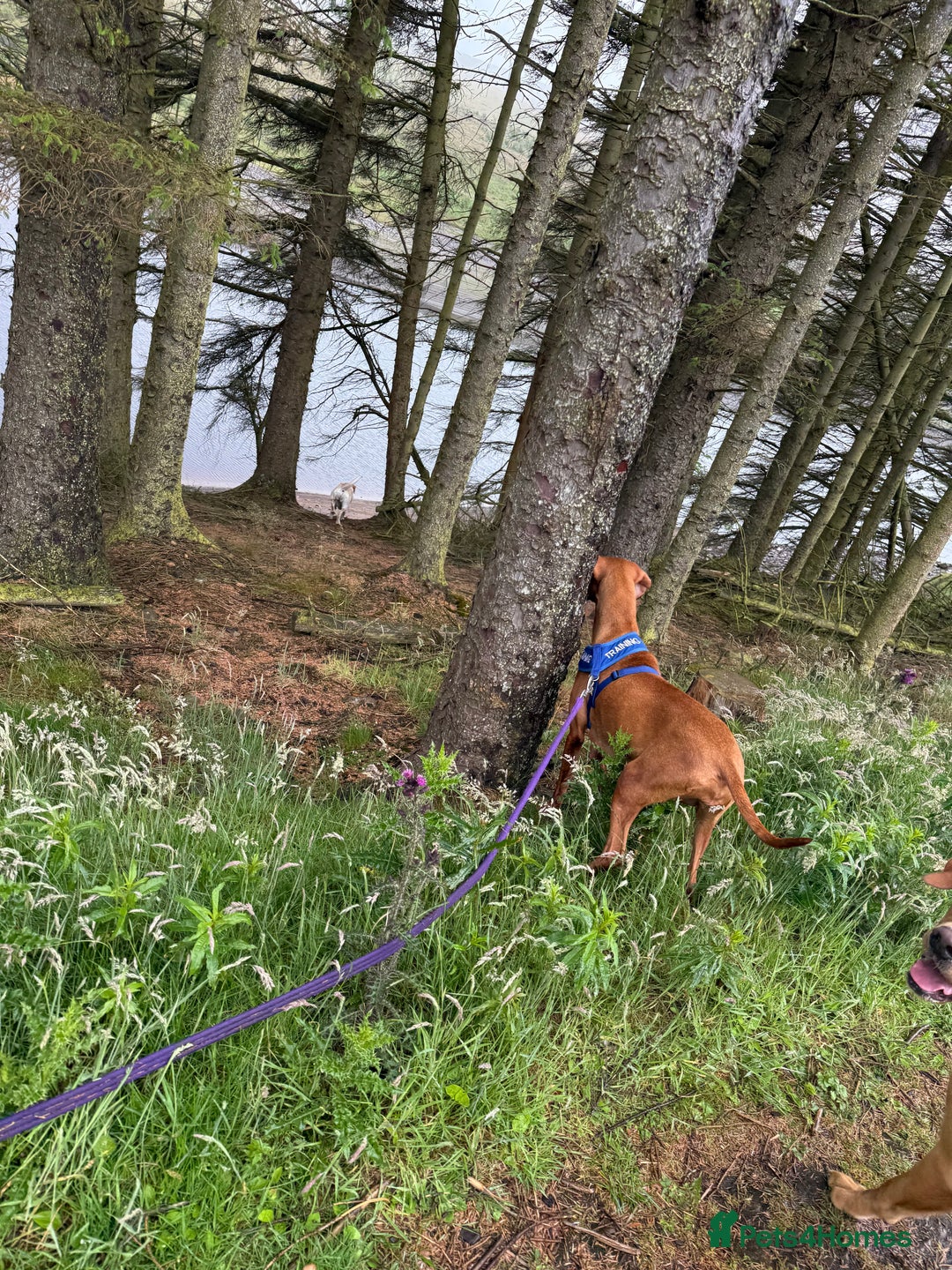 Hungarian Vizsla dogs for sale: Beautiful Nellie needs a family  - Image 6