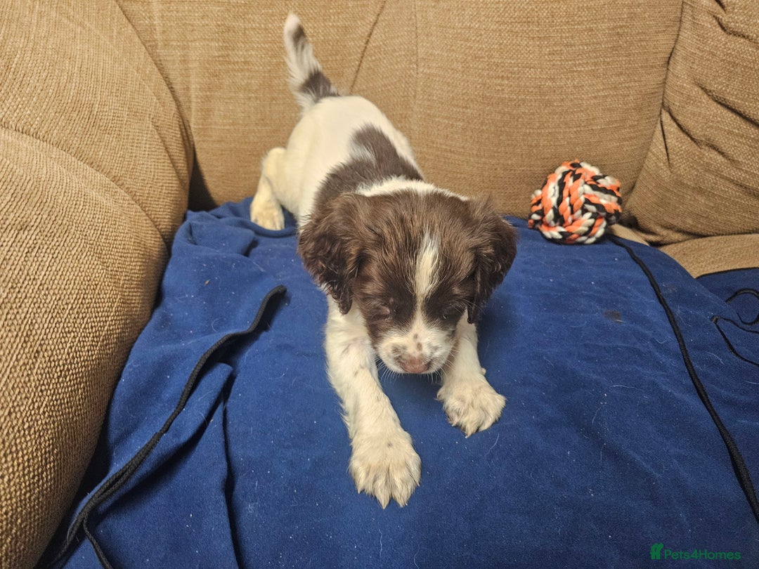 English Springer Spaniel dogs for sale: Working Springer Spaniel Pups L/w - Advert 8