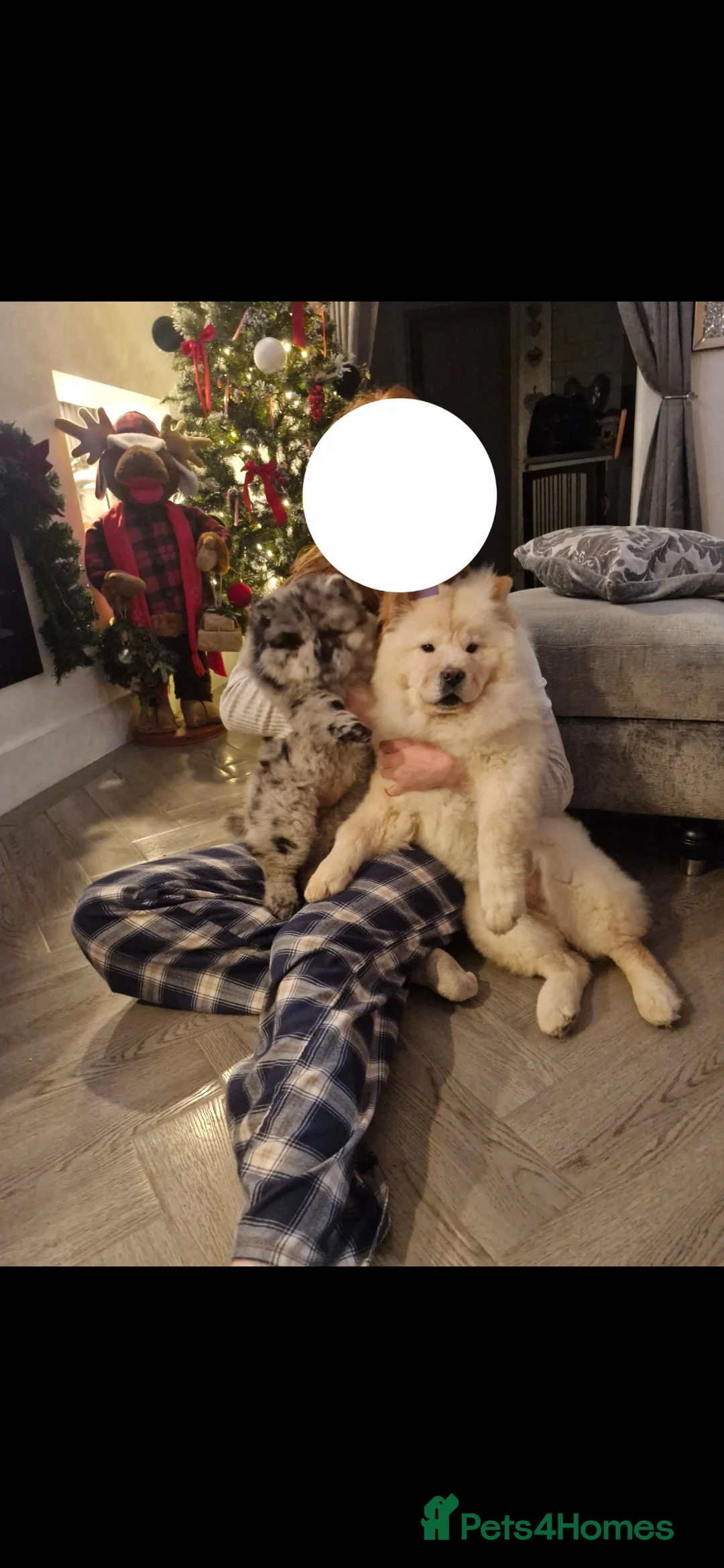 Chow Chow dogs for sale: Female chow chow - Advert 4