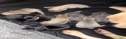 Frug dogs for sale: Stunning litter of 8 little FRUG boys  - Advert 5