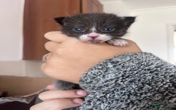 British Shorthair cats for sale: 3 british shorthair kittens. 2 weeks old - Image 2