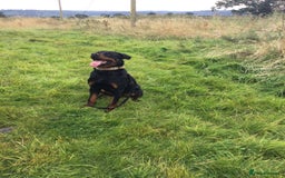 Mixed Breed dogs for sale: Rottweiler cross  - Image 1