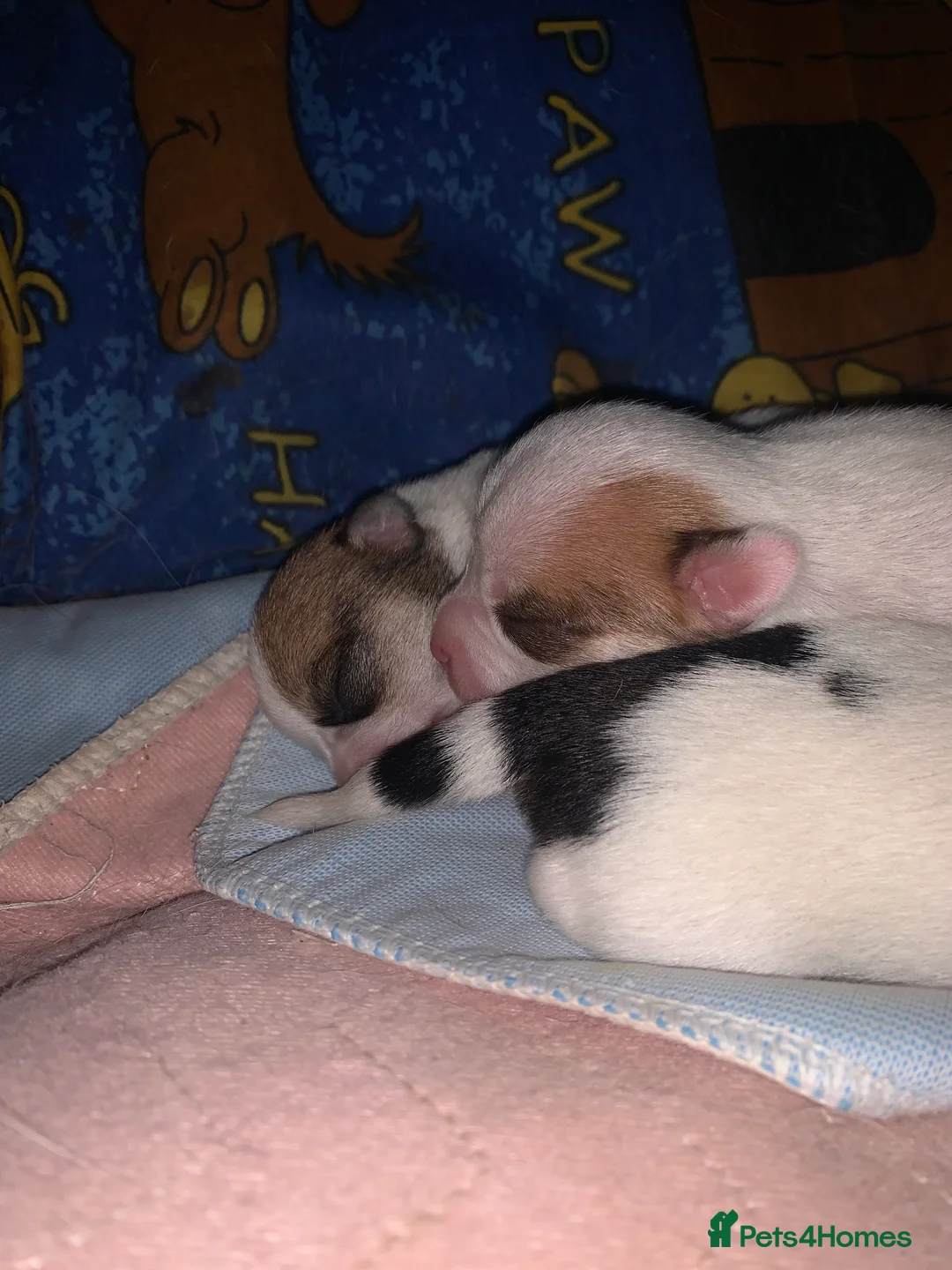 Jack Chi dogs for sale: 3/4 Chihuahua 1/4 Jack Russell puppies  - Advert 6