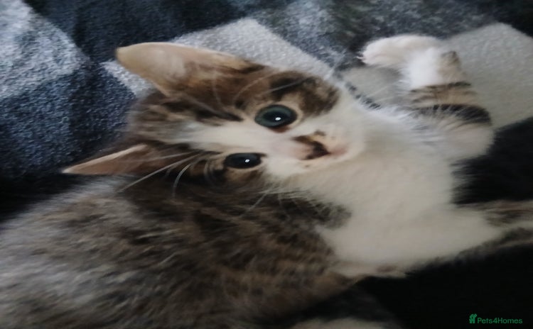 Mixed Breed cats - Advert 2