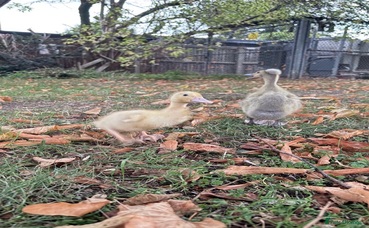 Ducks poultry - Advert 2