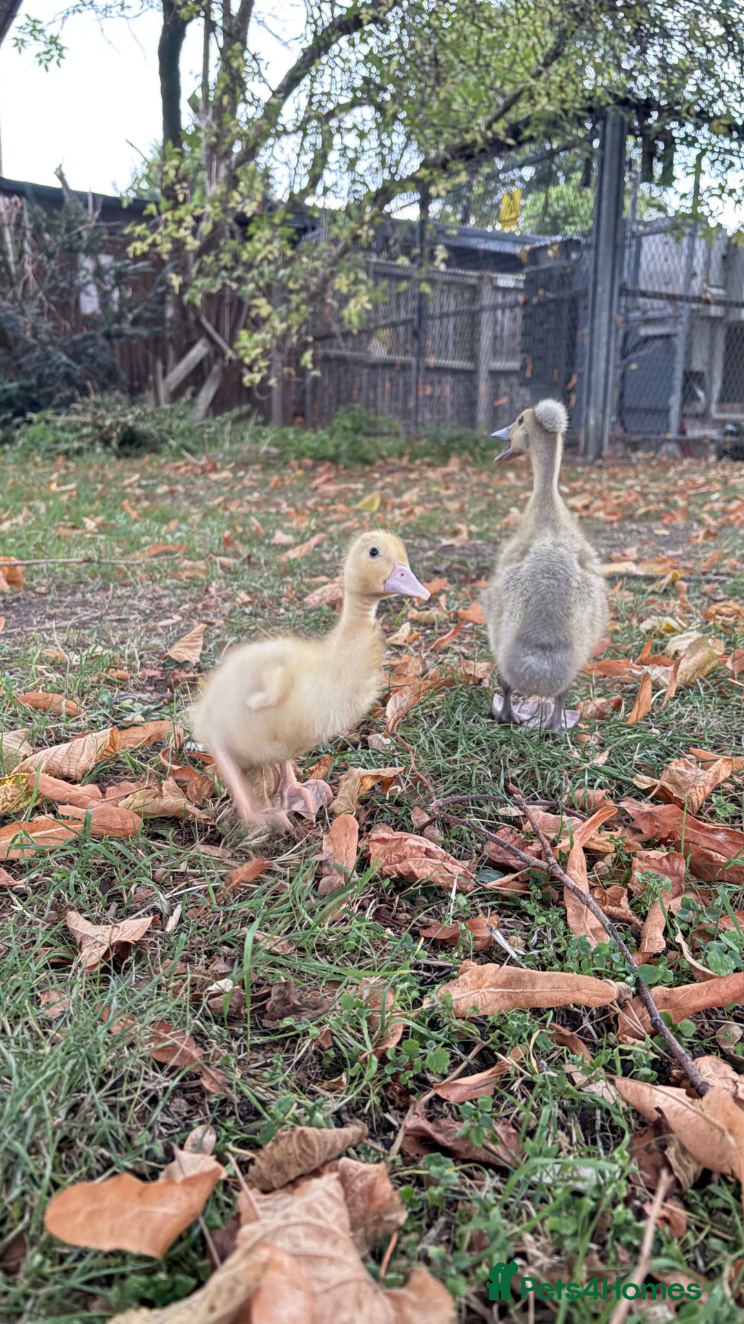 Ducks poultry for sale: 2 runner ducklings for sale - Image 1