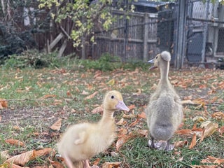 Ducks poultry - Advert 8
