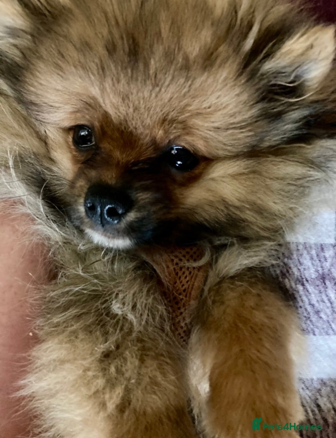 Pomeranian dogs for sale: Pomeranian Teddy Bear Male  - Image 2