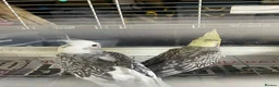 Cockatiels birds for sale: Baby cockatiels for sale - read ad for prices  - Advert 9