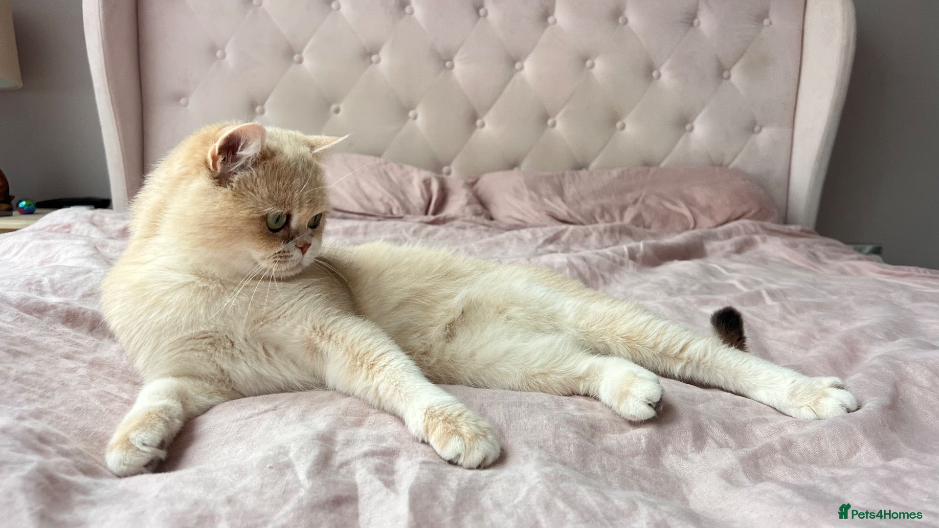 British Shorthair cats Golden Blue Ay12 BSH Female ready now - Advert 1