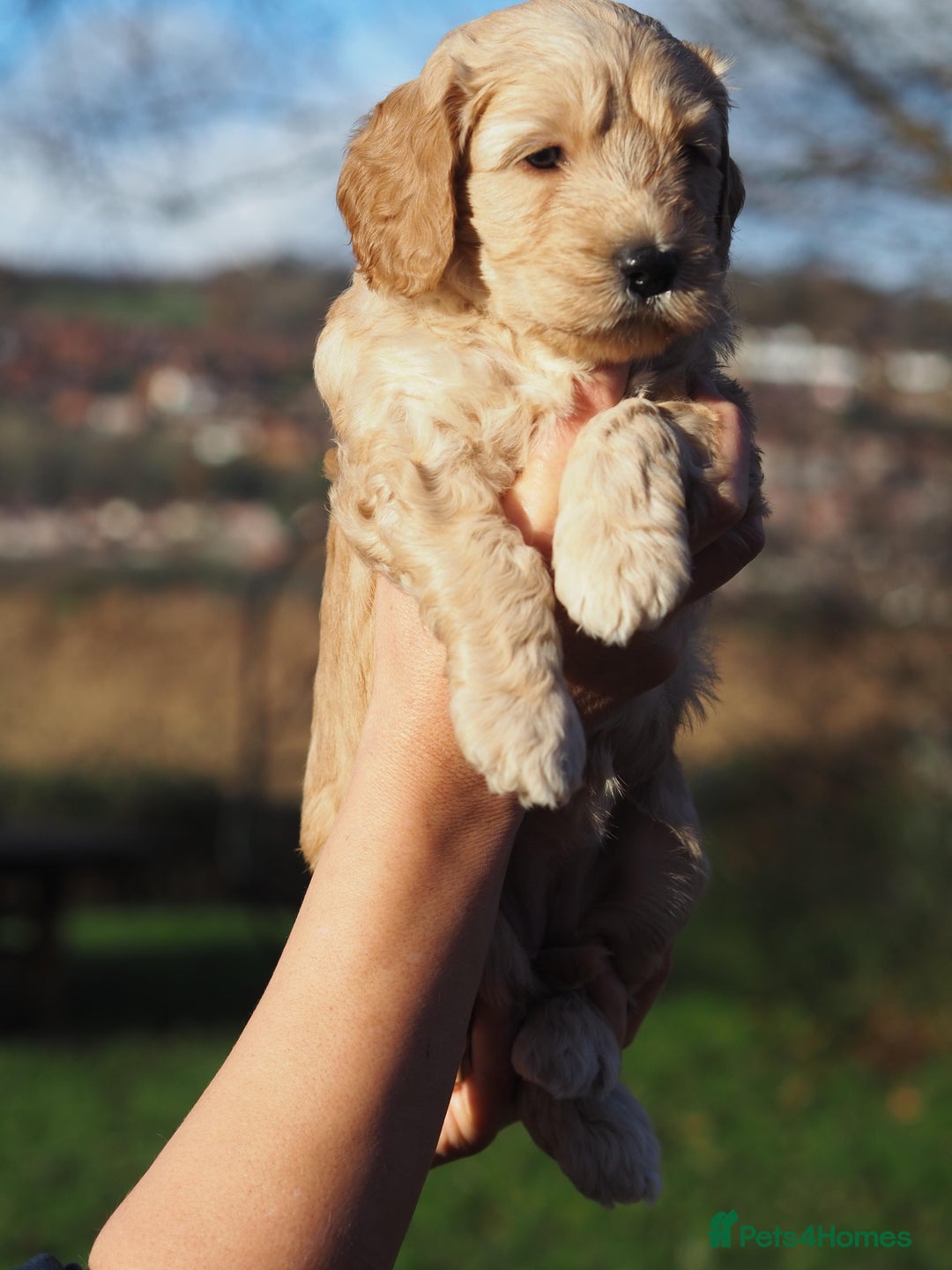 Australian Labradoodle dogs for sale: 5 Australian Labradoodle girls - Advert 7