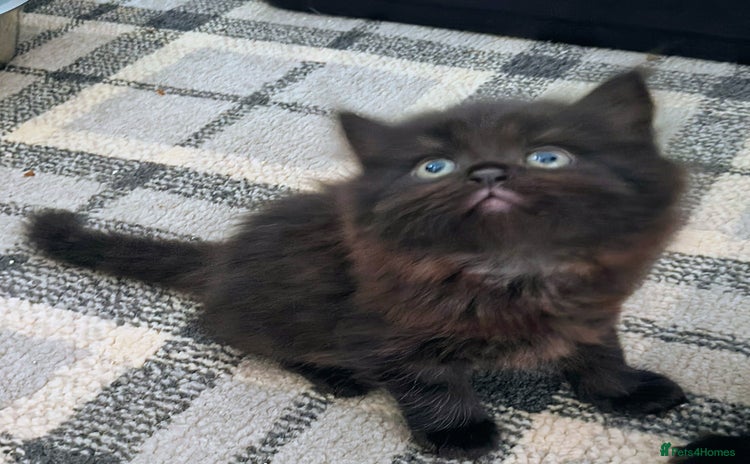 Persian cats - Advert 13