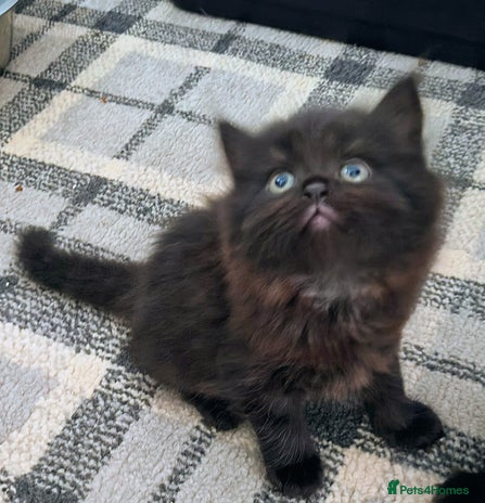 Persian cats - Advert 14