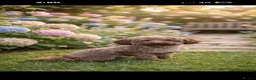 Cockapoo dogs for sale: 🐾 beautiful cockerpoo puppies  in Amersham - Advert 4