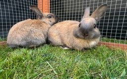 Netherland Dwarf rabbits for sale: Netherland Dwarf Bunnies available 17/06/2025 in Leatherhead - Image 13