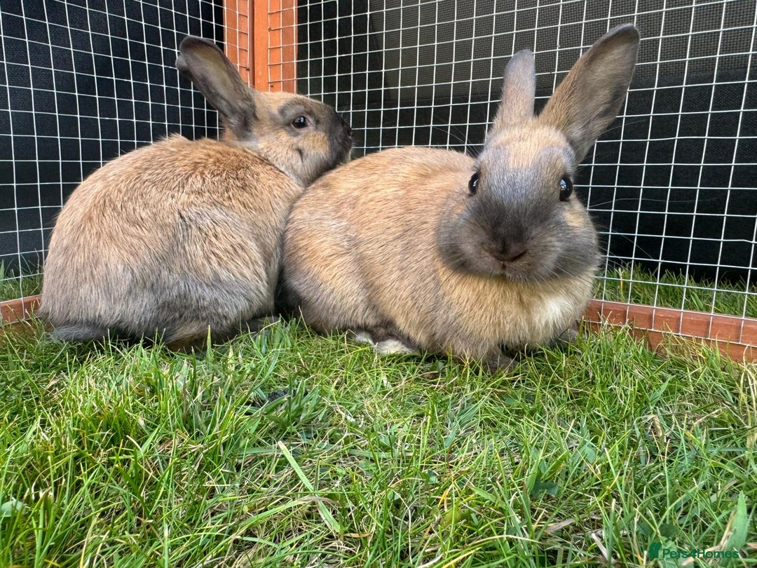 Netherland Dwarf rabbits for sale: Netherland Dwarf Bunnies available 17/06/2025 in Leatherhead - Image 13