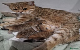 British Shorthair cats for sale: GCCF High Quality Chubby BritishShorthair Kittens. - Image 10