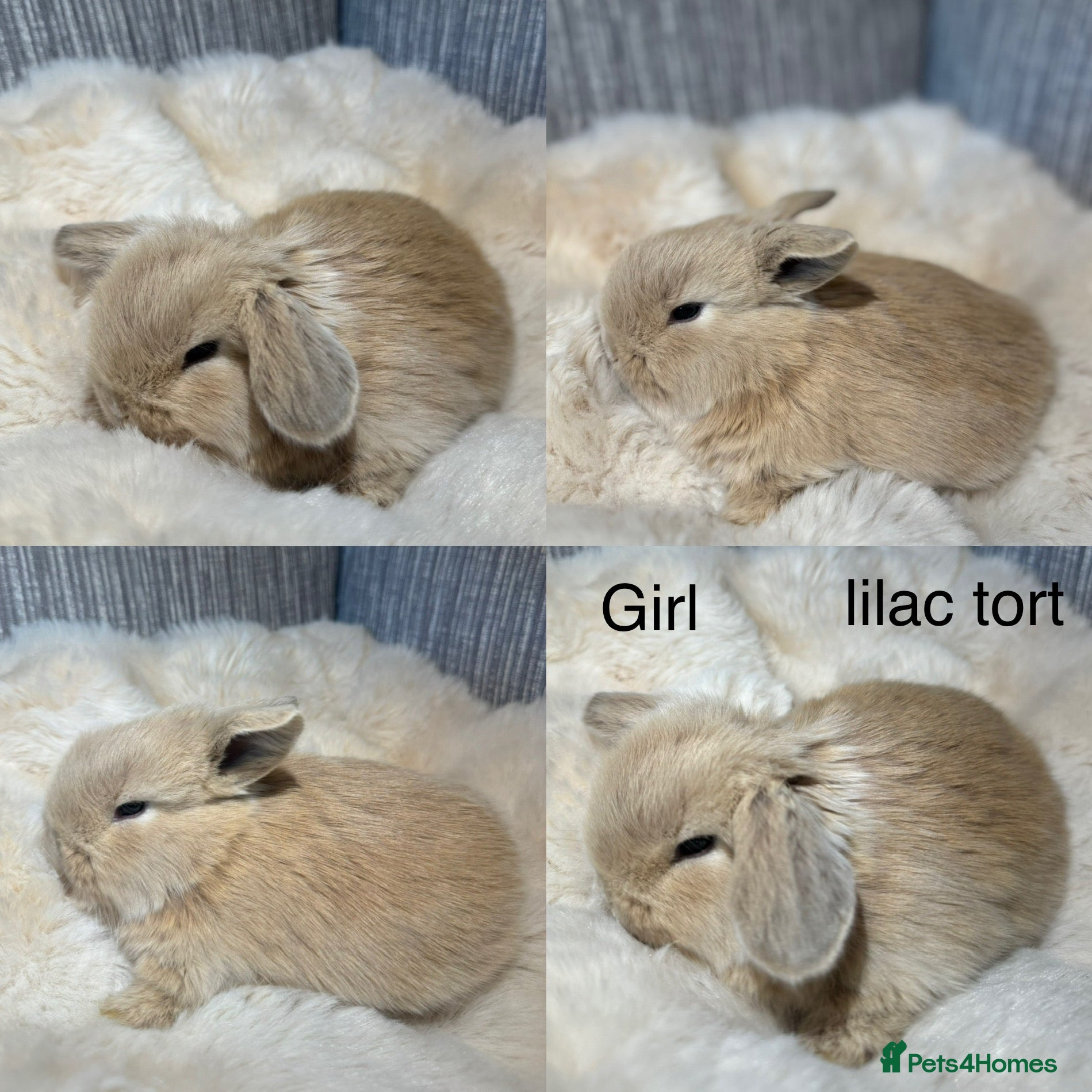 Mini Lop rabbits Beautiful mini lop babies  - Advert 1
