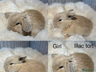 Mini Lop rabbits Beautiful mini lop babies - Advert 1