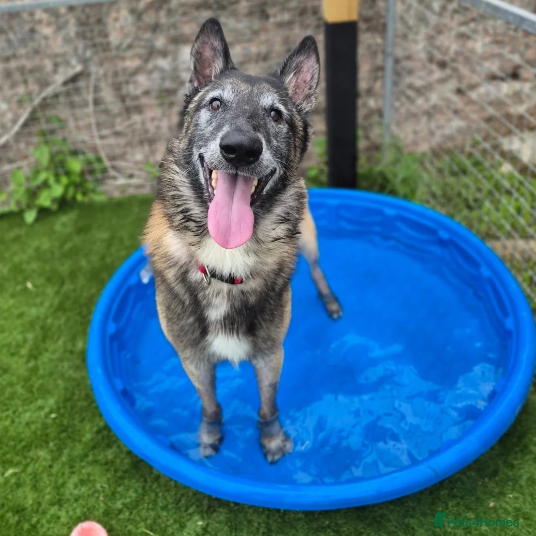 Belgian Shepherd Dog dogs for adoption: BARRY - Older Shepherd - Advert 2