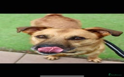 Mixed Breed dogs for adoption: Meet Piper,currently residing in Cheshire  - Image 7