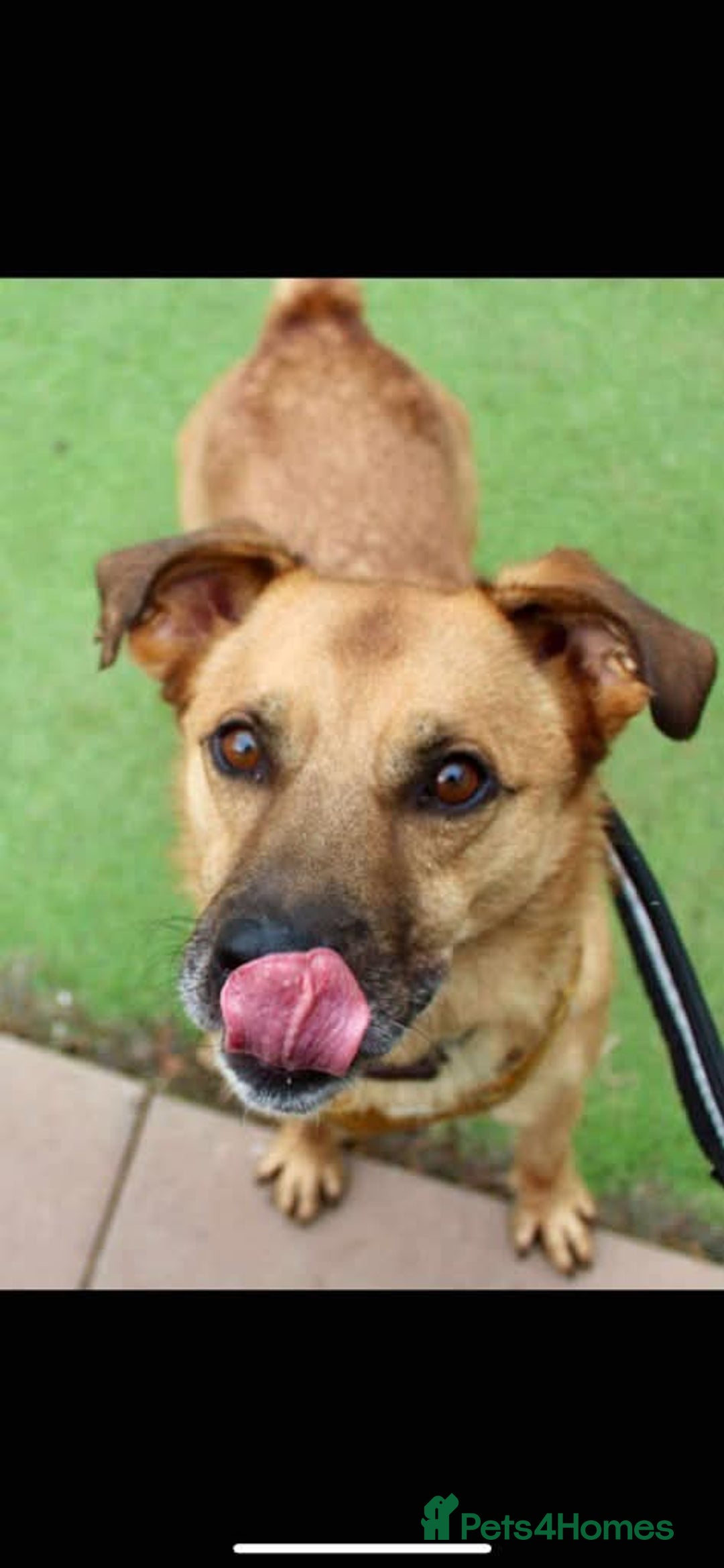 Mixed Breed dogs for adoption: Meet Piper,currently residing in Cheshire  - Image 7