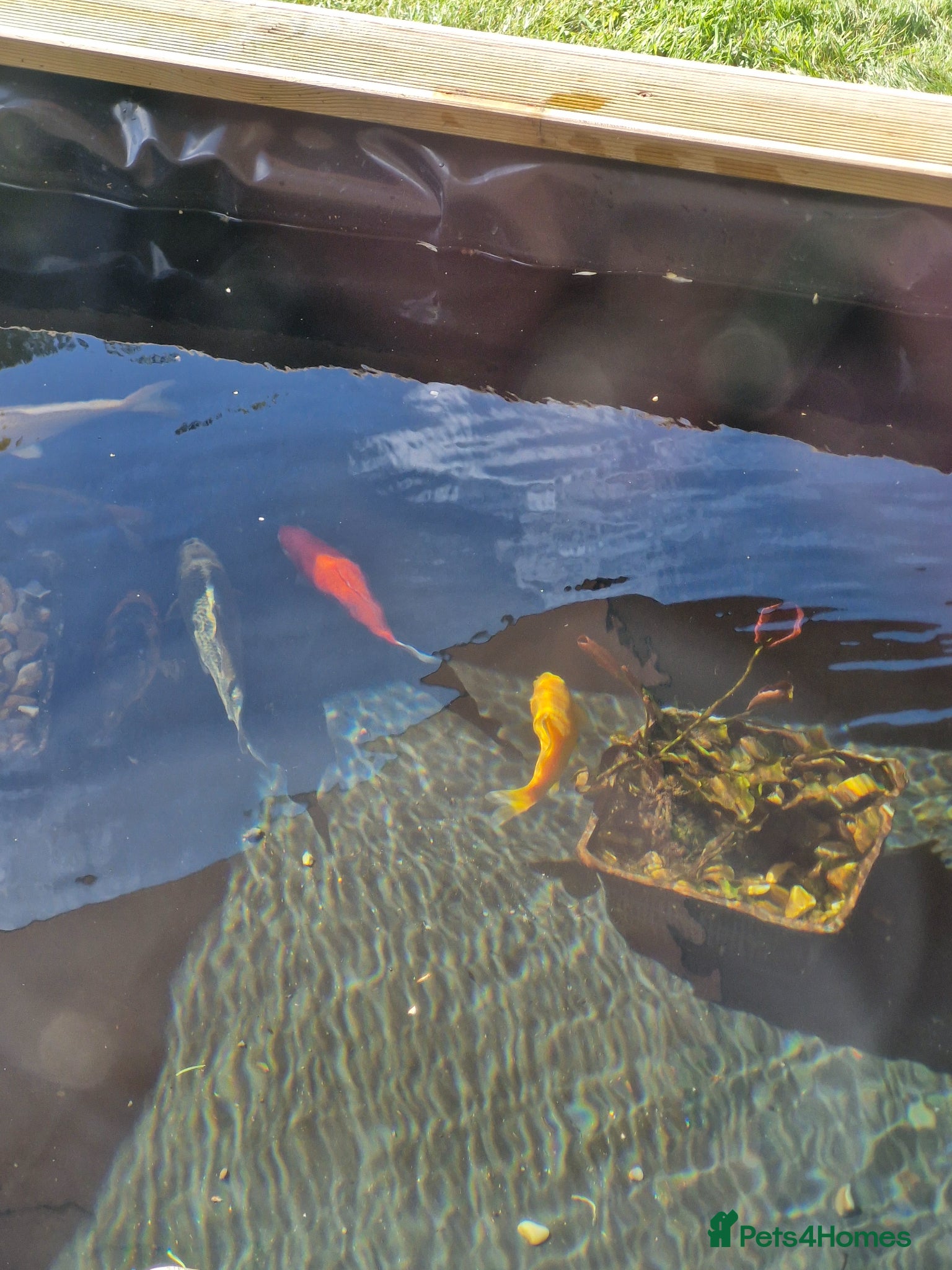 Goldfish fish Pond goldfish 3-6 - Advert 1