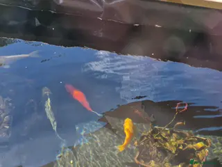 Goldfish fish Pond goldfish 3-6 - Advert 1