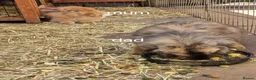 Mini Lion Lop rabbits for sale: 4 male lion lops  - Advert 14