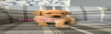 Labrador Retriever 6