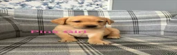 Labrador Retriever dogs for sale: Stunning Labrador Puppies  - Advert 2